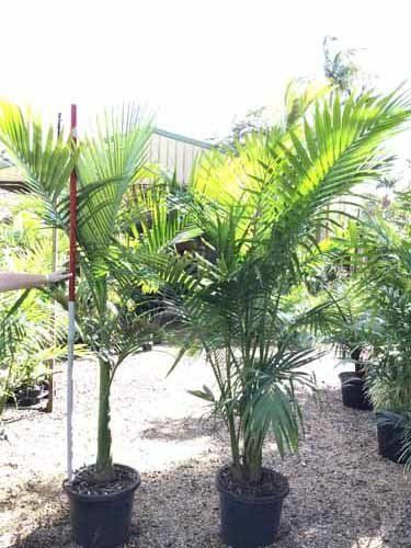 leafy potted plants