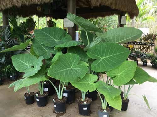 potted plants