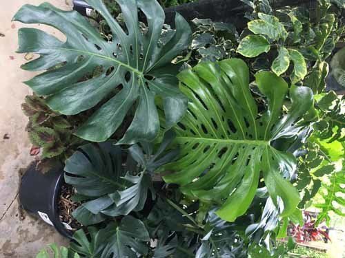 leaves