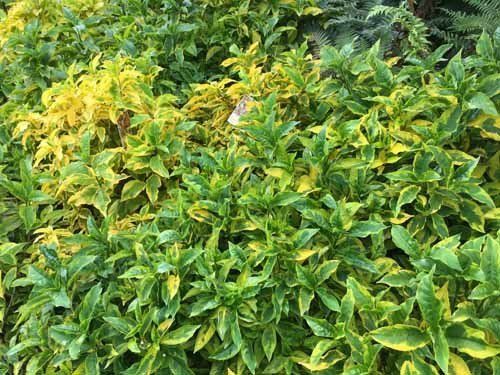 green plants
