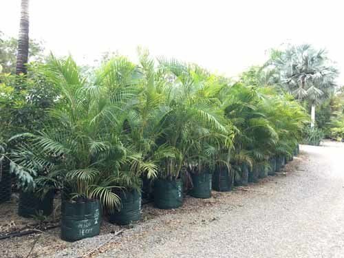 potted plants