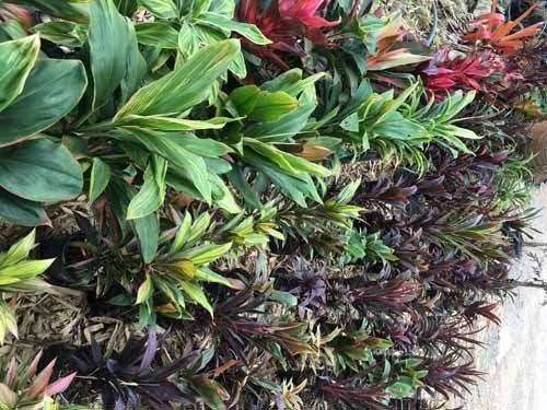 flower plants