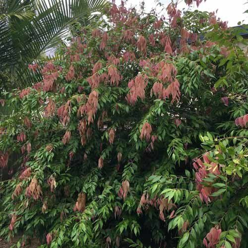 large bush