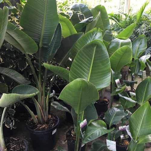 leafy plants
