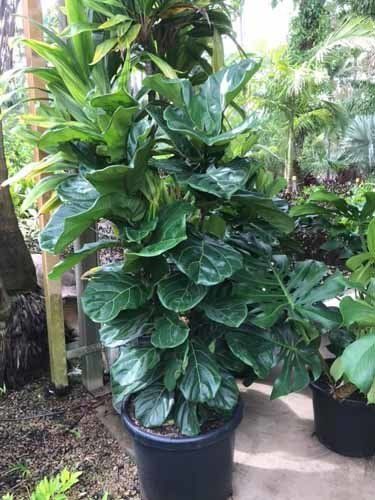 large leafy plant
