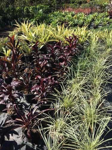 red and green bushes