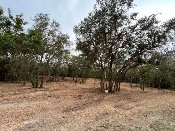 People with Compact Loader Behind — Dade City, FL — Stealth Mulching