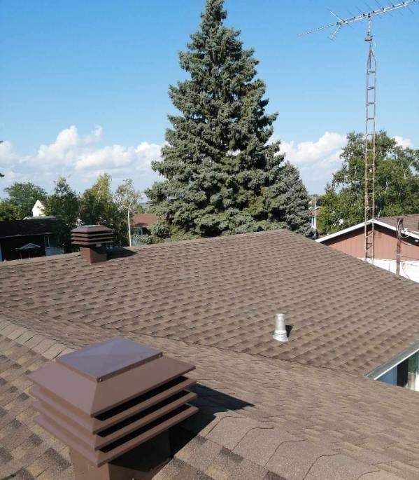 Toit en bardeaux bruns avec deux cheminées, un grand arbre à feuilles persistantes et un ciel bleu.