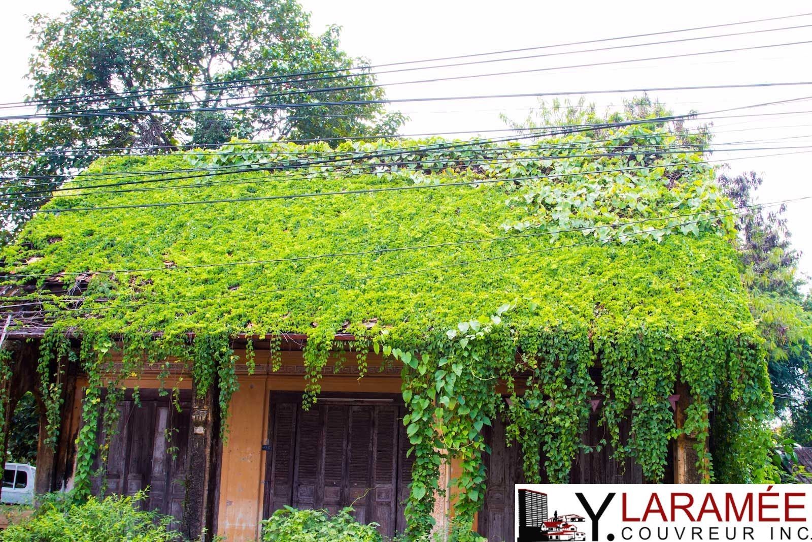 The roof of a house is covered in green ivy.