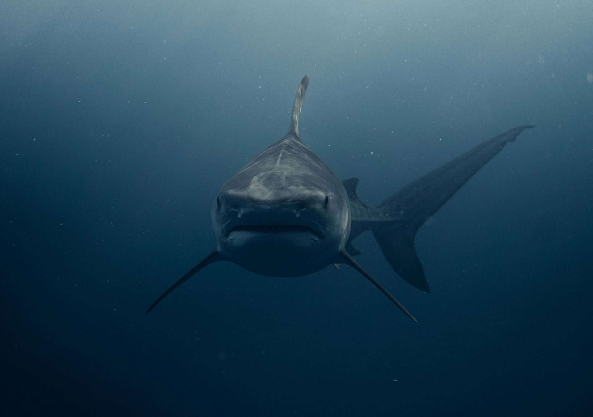 Tiger shark swims toward the camera in deep blue ocean.