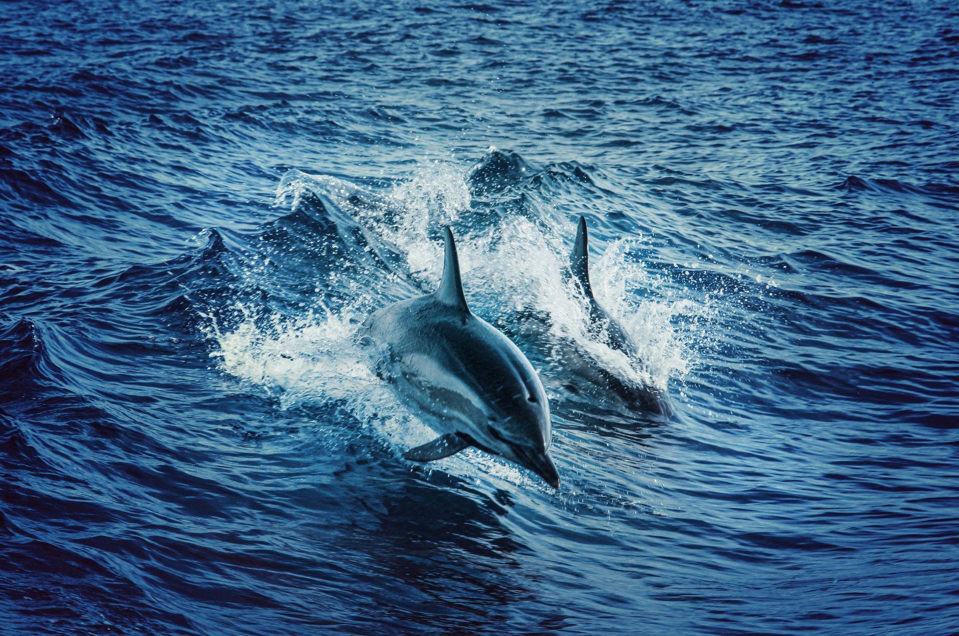 Dolphins leaping from dark blue ocean water, creating splashes and white foam.