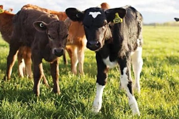 Calfs