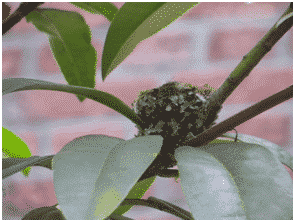 hummingbird nest in crook of tree