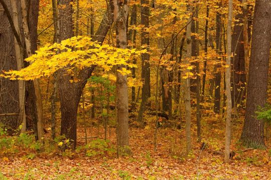 A forest scene in autumn featuring a prominent tree with vibrant yellow leaves, surrounded by fallen leaves and tree trunks.