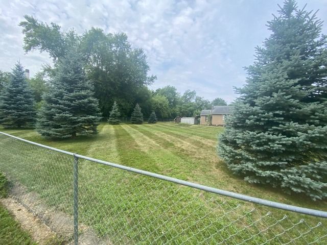 A grassy backyard viewed through a chain-link fence, featuring several large evergreen trees and a house in the distance.
