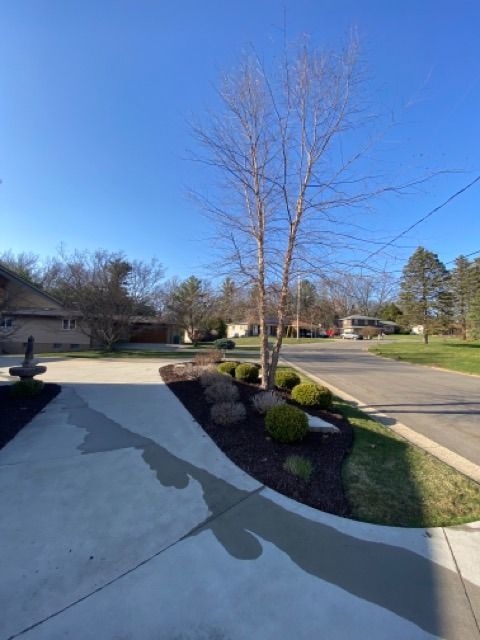 A concrete driveway curves past a garden bed featuring a bare tree and several small, round evergreen shrubs.