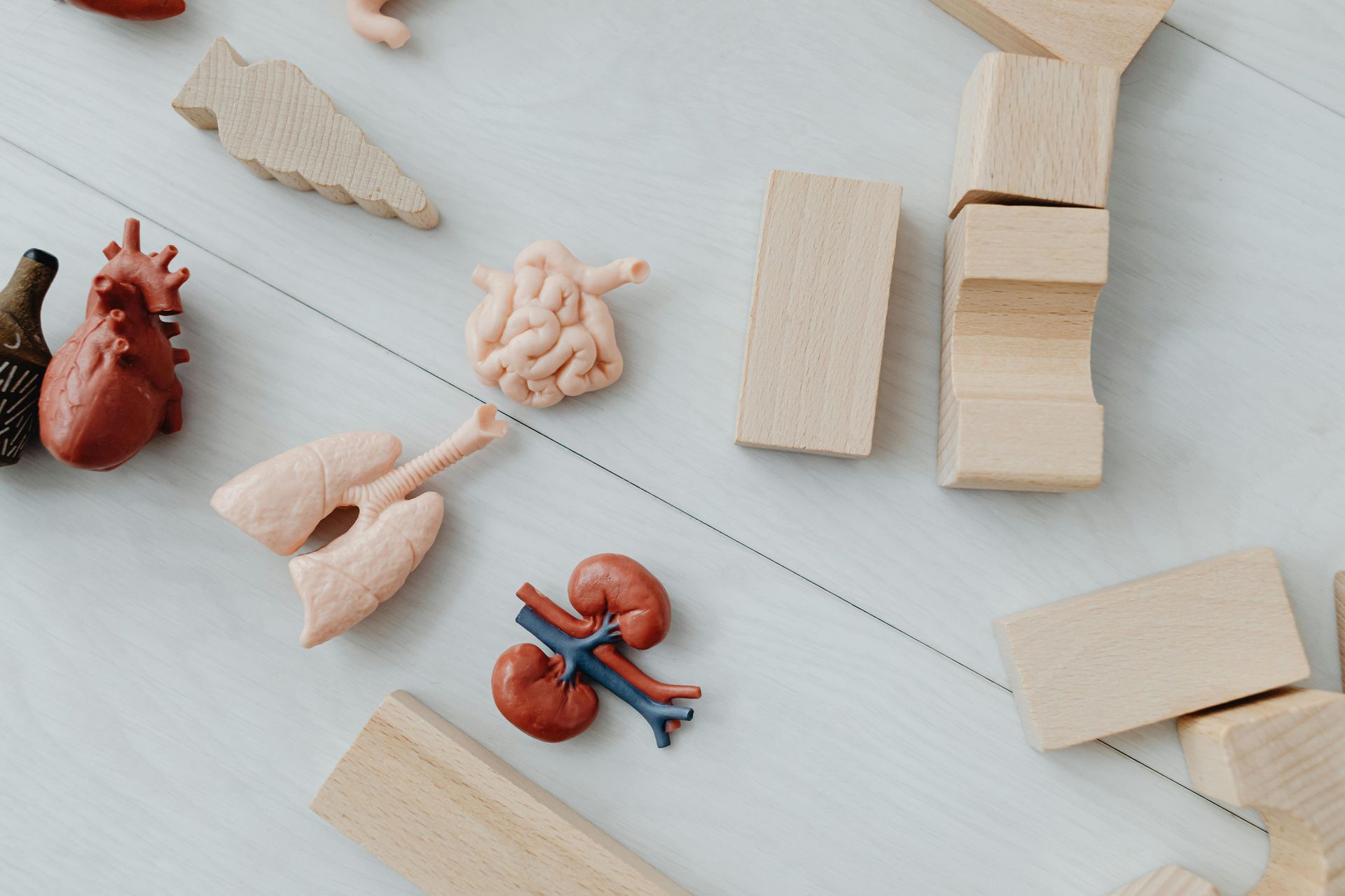 Wooden blocks and toy versions of organs on a gray background.