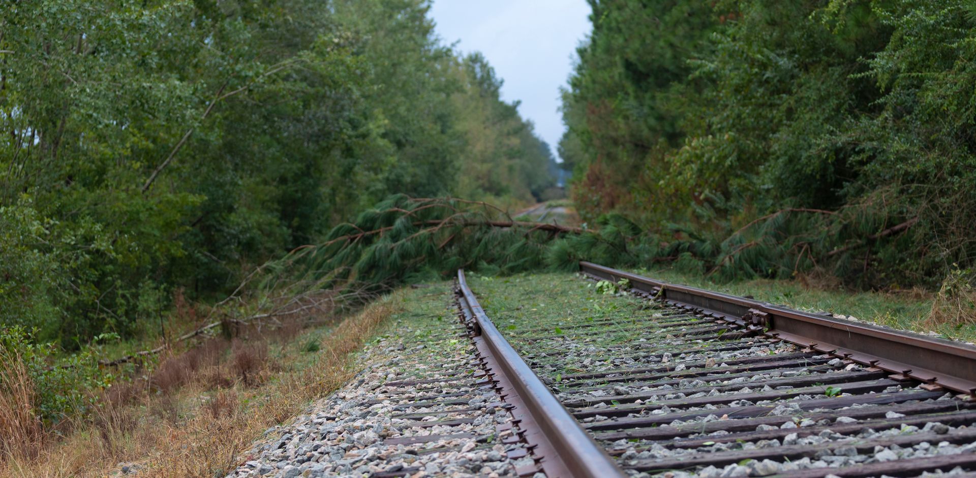 Overgrown railroad tracks curving into a wooded area under a gray sky