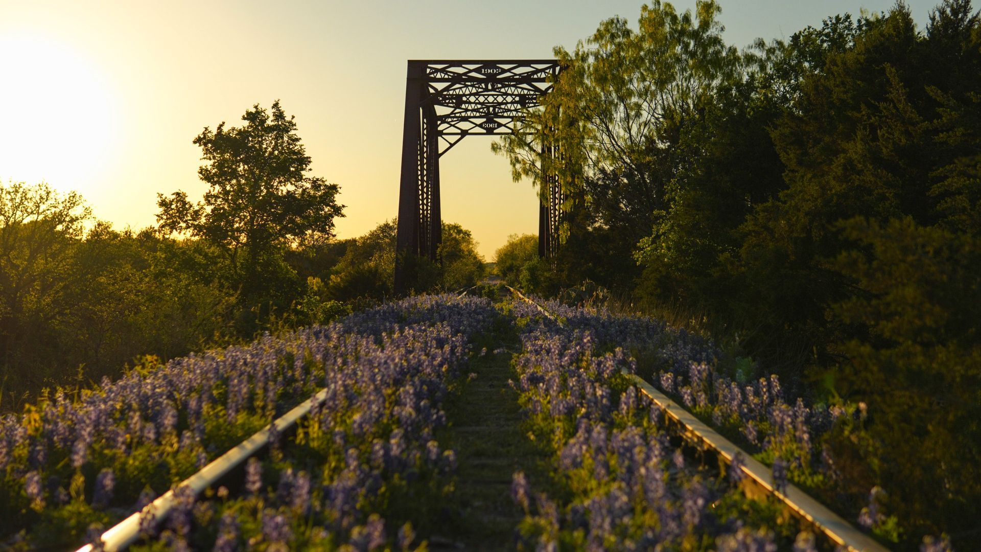 Sunlit lavender path leading to a wooden archway at sunset, surrounded by trees