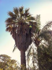 Palm pruning