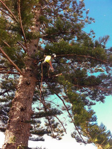 Arborist