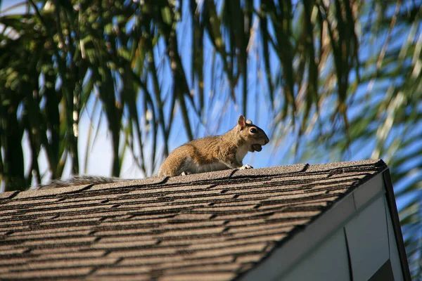 Bugsology Raccoon Pest Control