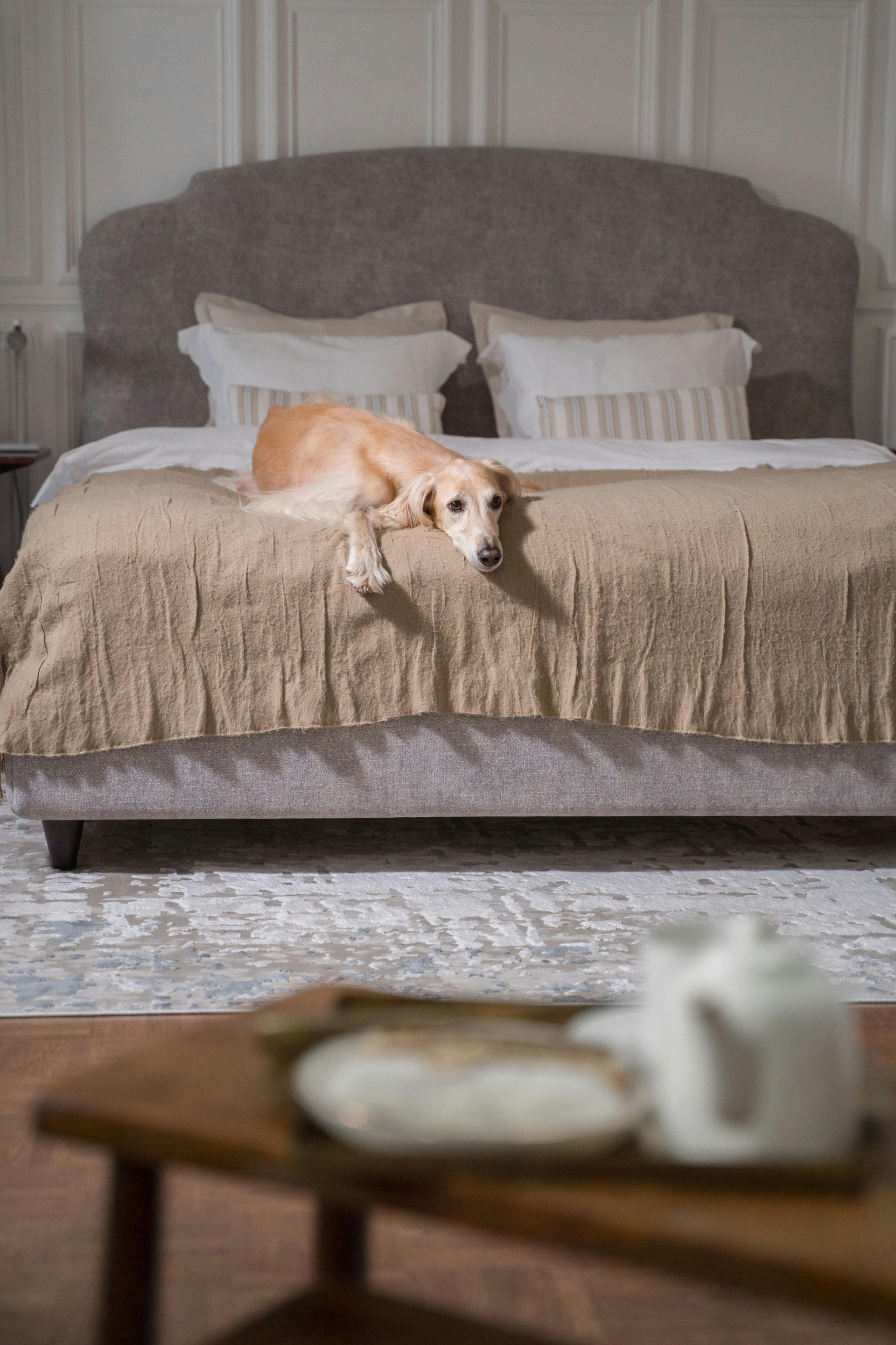 A tan dog rests on a tan blanket atop a bed with a gray tufted headboard, with a blurred side table in the foreground.