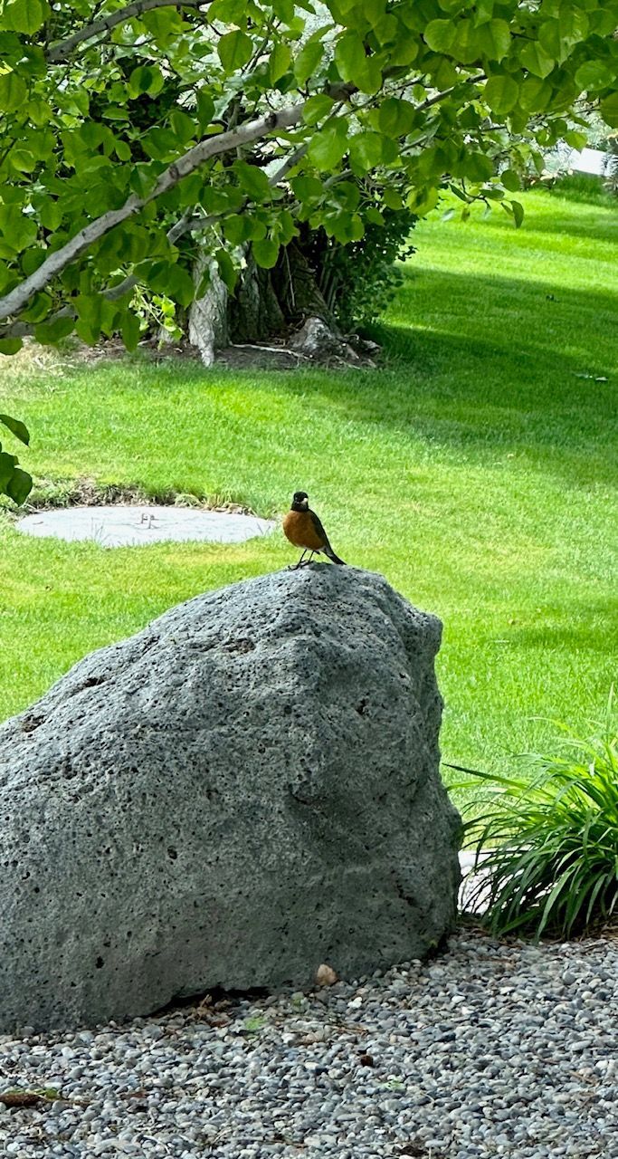 A bird is perched on top of a large rock in a park.