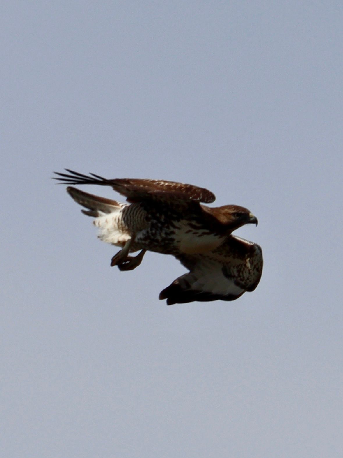 Hawk with brown and white plumage in flight against a blue sky.