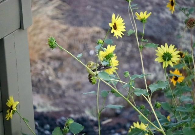 Yellow wildflowers bloom, with a hummingbird feeding in front of a blurry mountain backdrop.