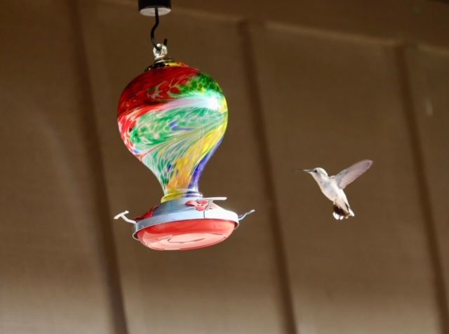 Hummingbird flying towards a colorful glass bird feeder on a brown wall.