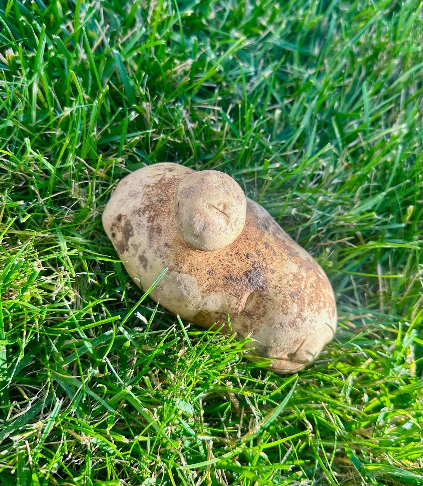 Potato with a protruding section, resting in green grass.