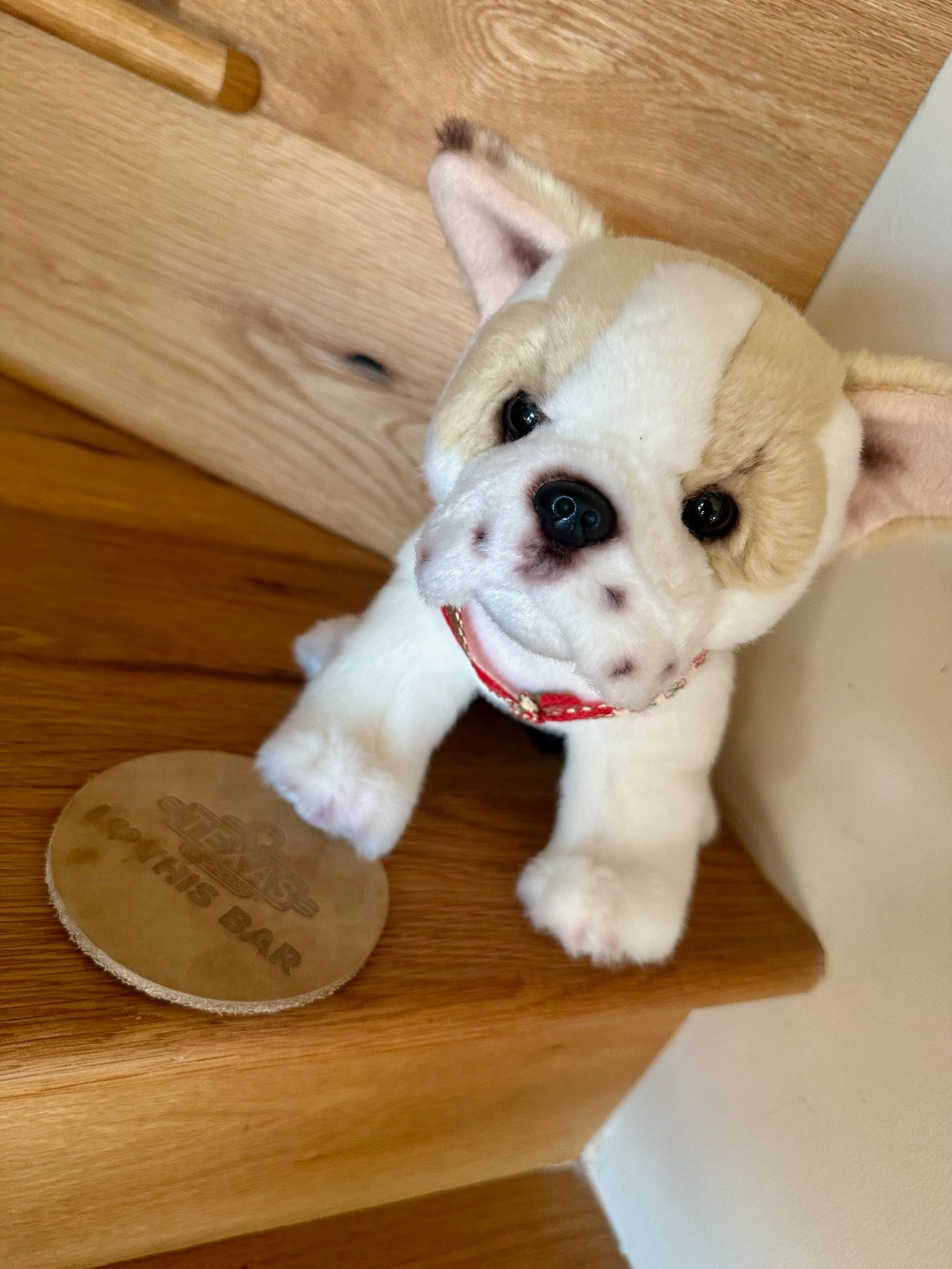 Stuffed French bulldog on wooden stairs, wearing a red collar, near a round tan tag.