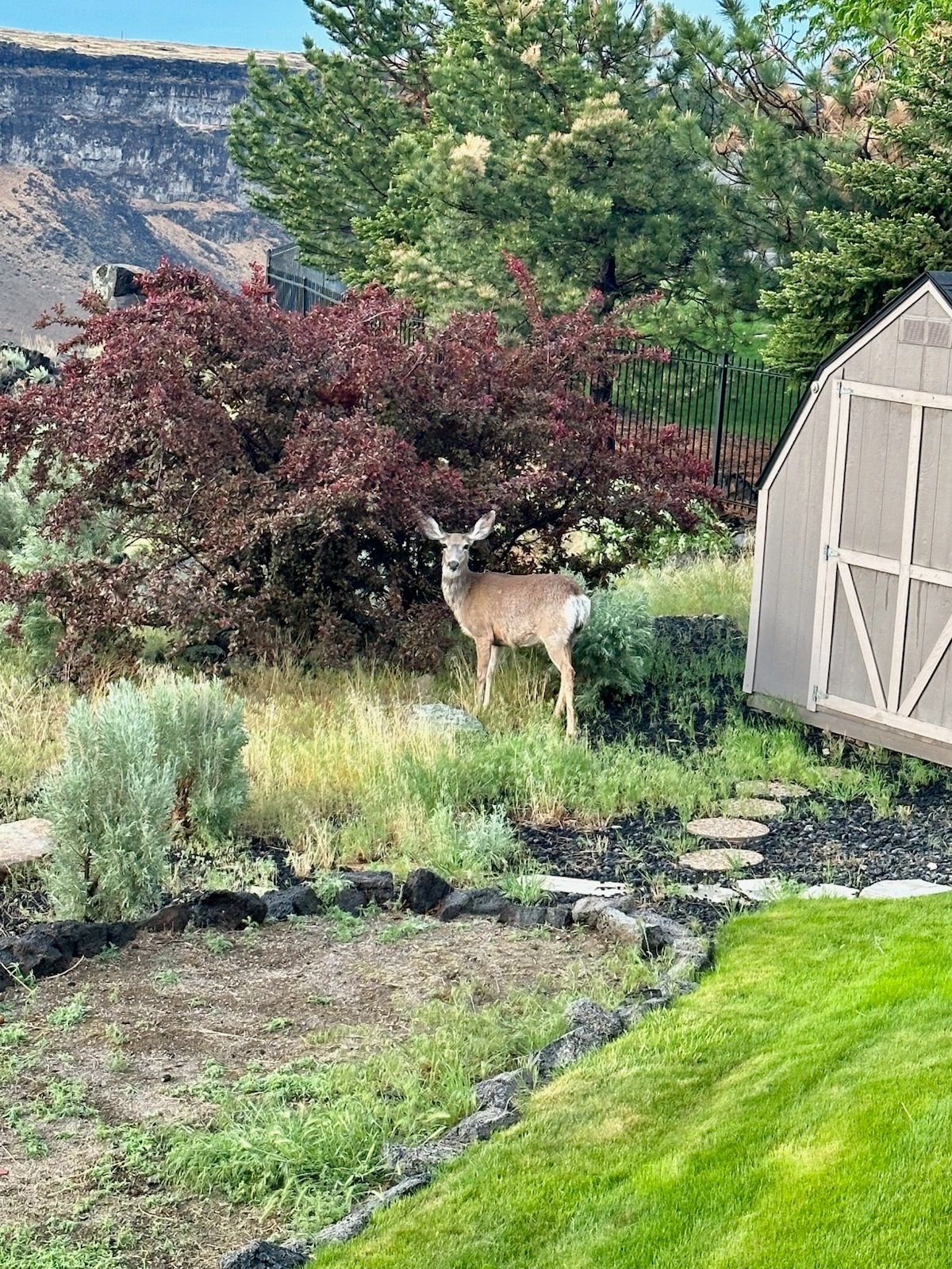 Deer standing in a garden with a red-leafed bush, a shed, and a mountain in the background.