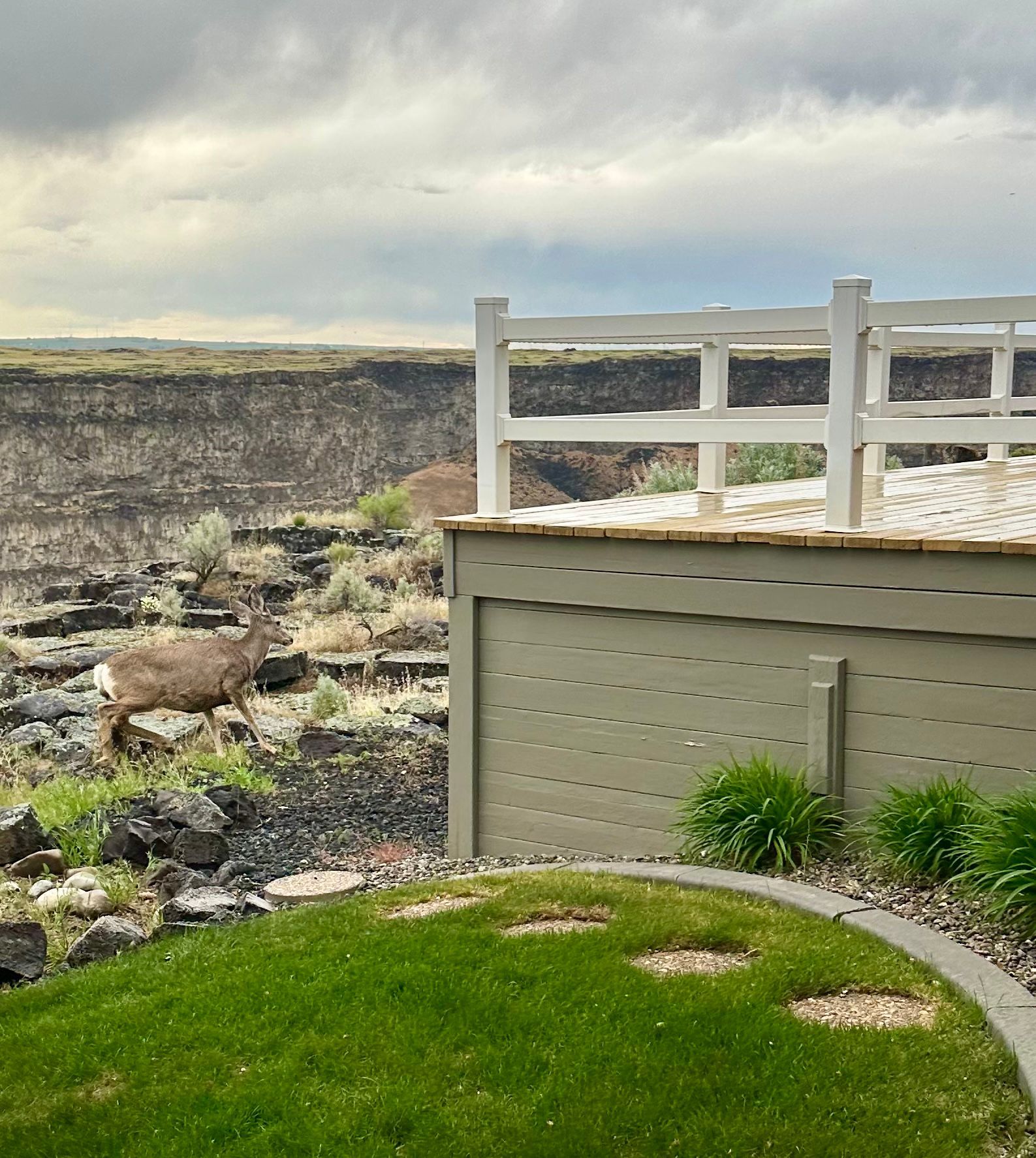 Deer walking in front of a deck and cliff, with green grass and overcast sky.