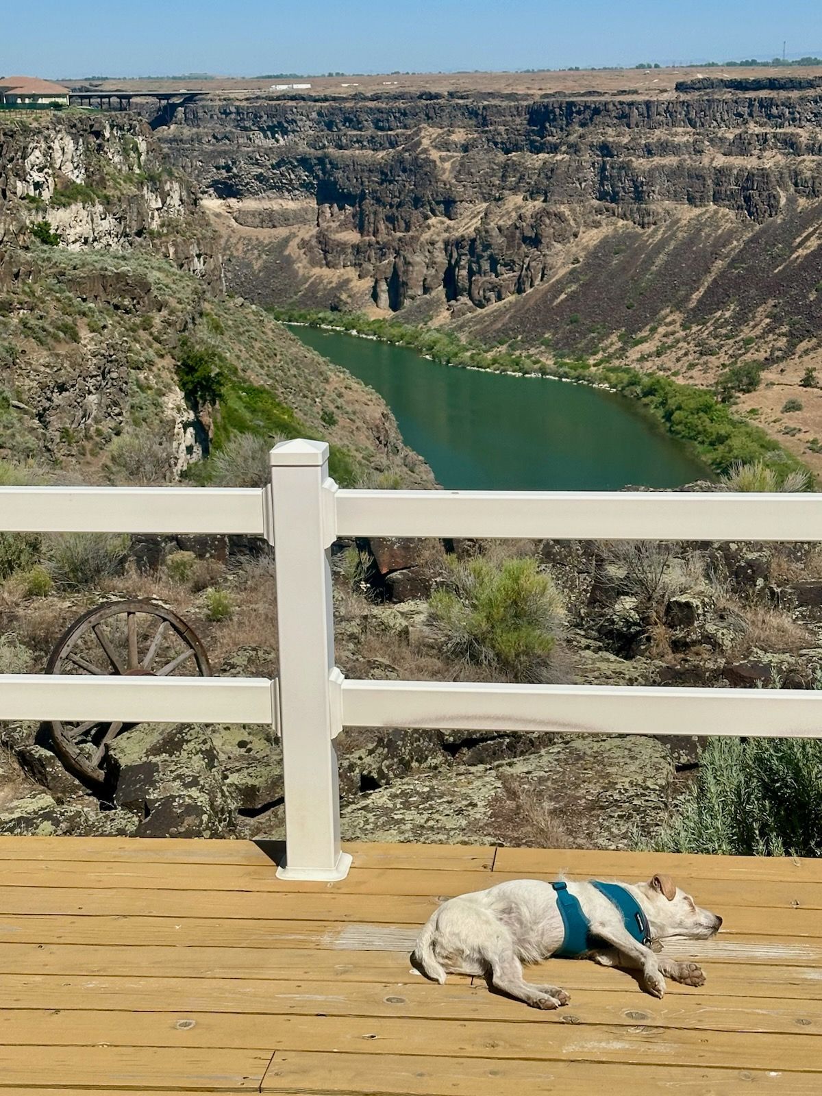 Dog resting on a wooden deck overlooking a green river and canyon. White fence in foreground.