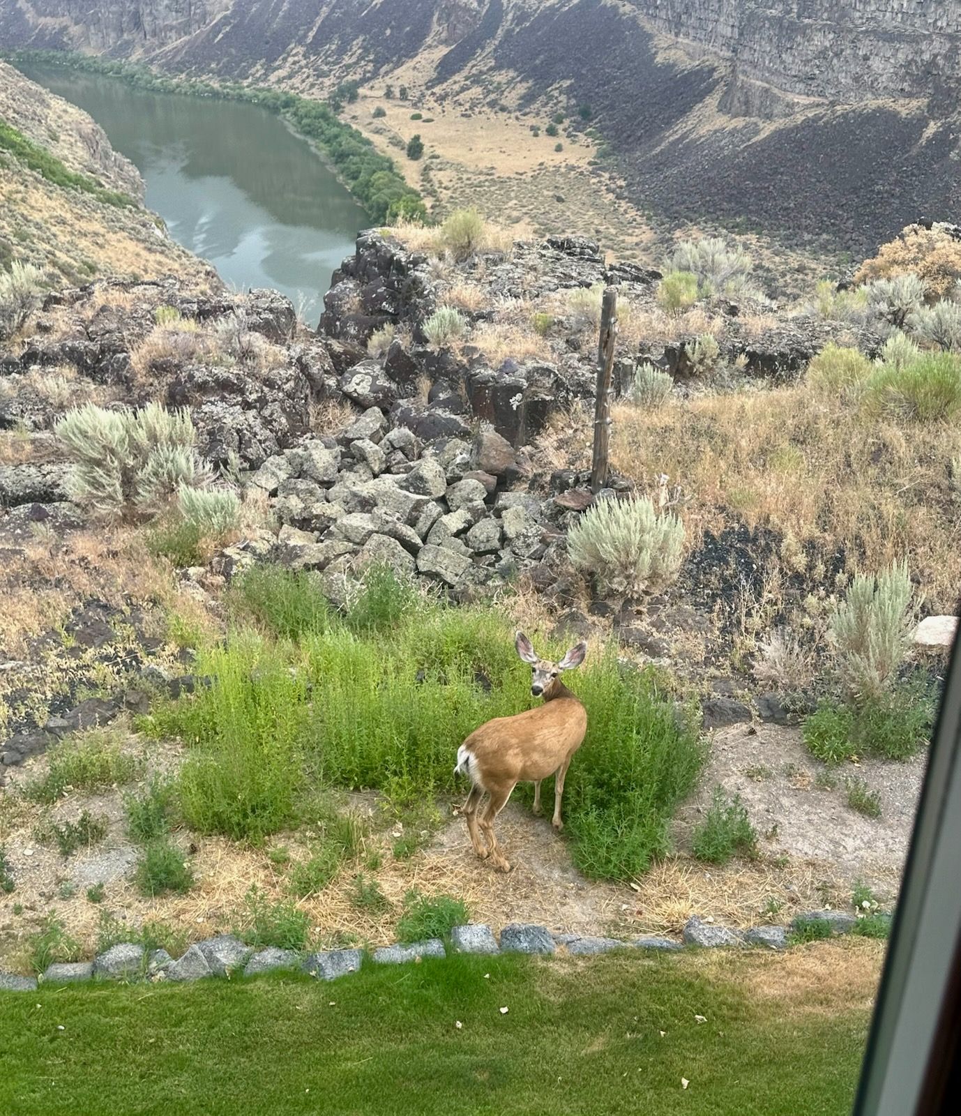 Deer standing in green brush, looking toward viewer; river and canyon in the background.