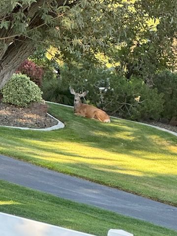 Deer resting on a grassy lawn near a tree and bushes.