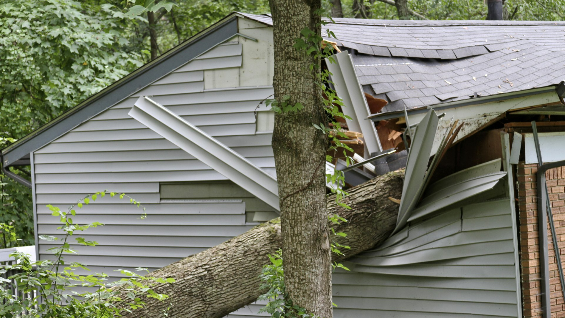 A Fallen Tree On A House — Arvada, CO — Property Doctors