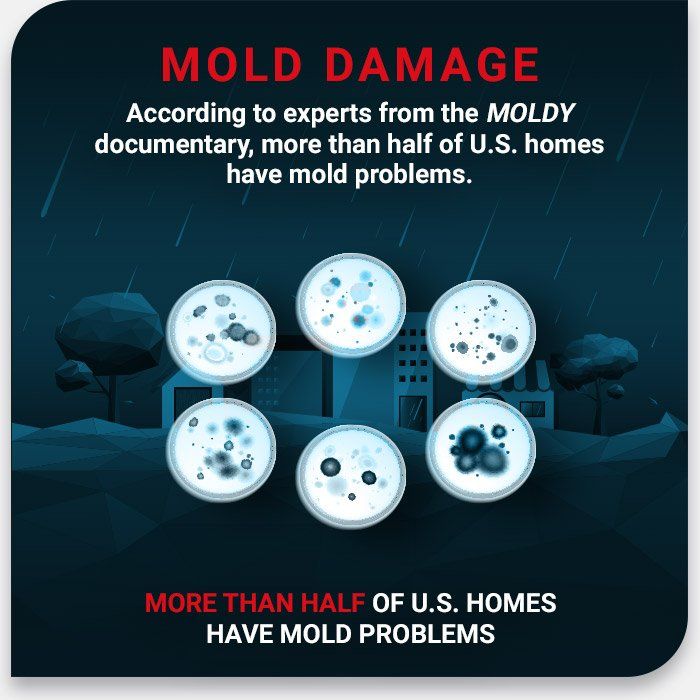 Information About Mold — Arvada, CO — Property Doctors