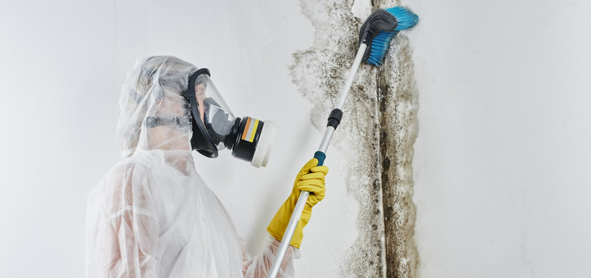 Removing Molds On A Wall — Arvada, CO — Property Doctors