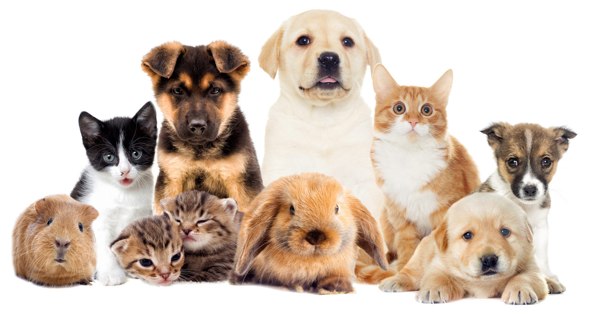 Mold isn’t just a nuisance—it can have serious consequences for your pets.