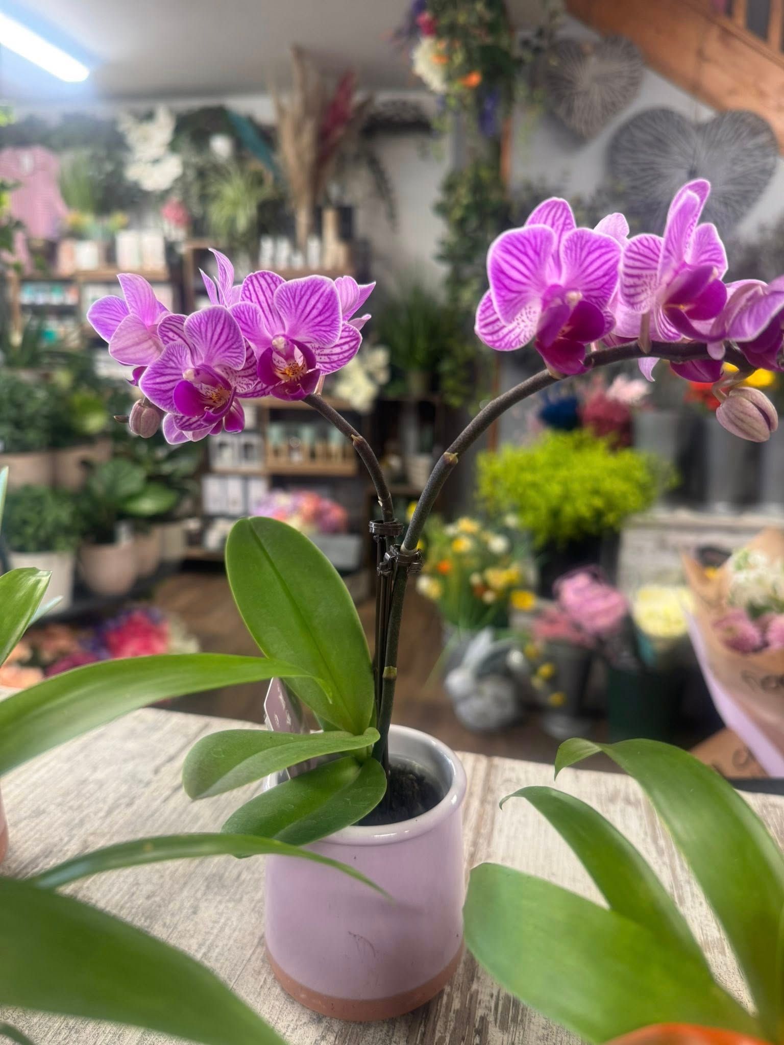 Purple orchid plant in a pink pot on a table, flower shop background.