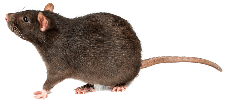 Rat — North Bend, OR — Bill’s Pest Control