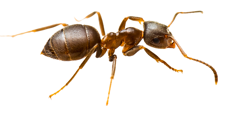 Ant — North Bend, OR — Bill’s Pest Control