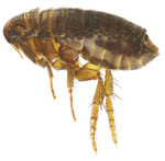 Flea — North Bend, OR — Bill’s Pest Control