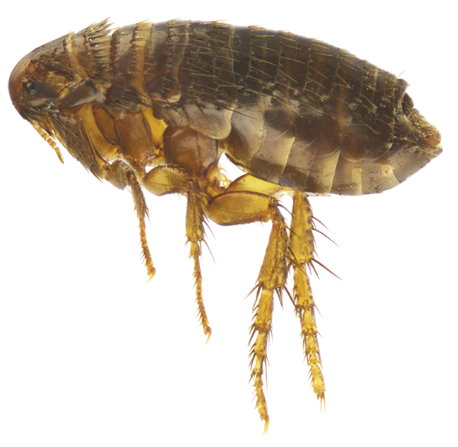 Flea — North Bend, OR — Bill’s Pest Control