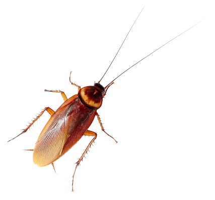 Cockroach — North Bend, OR — Bill’s Pest Control