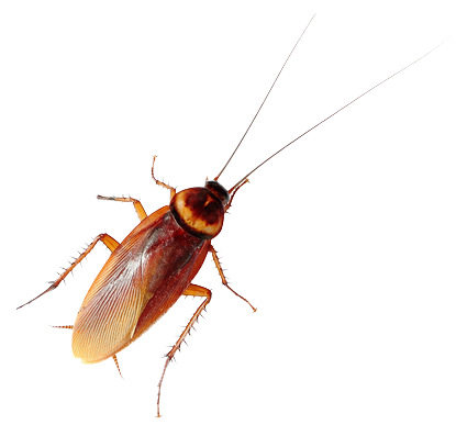 Cockroach — North Bend, OR — Bill’s Pest Control