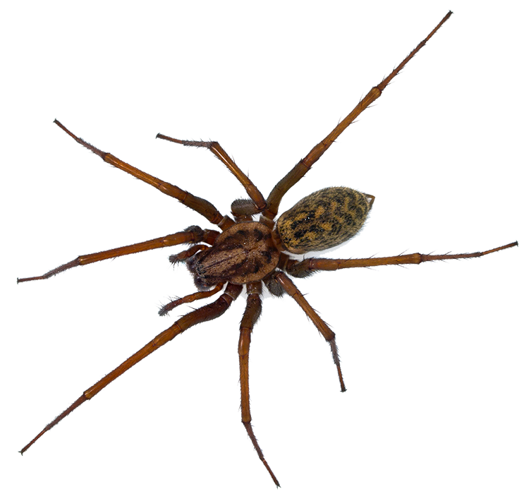 Spider — North Bend, OR — Bill’s Pest Control